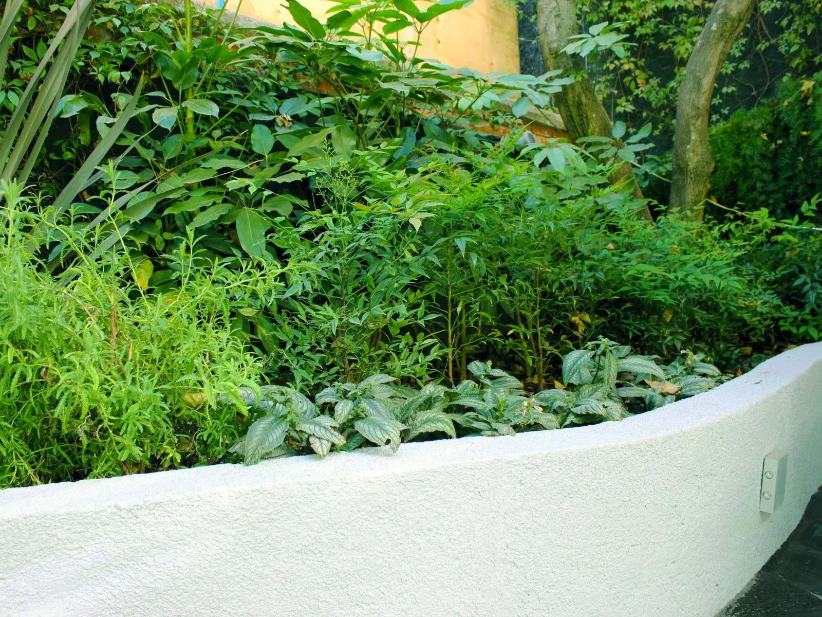JARDÍN PALMAS — vista 5